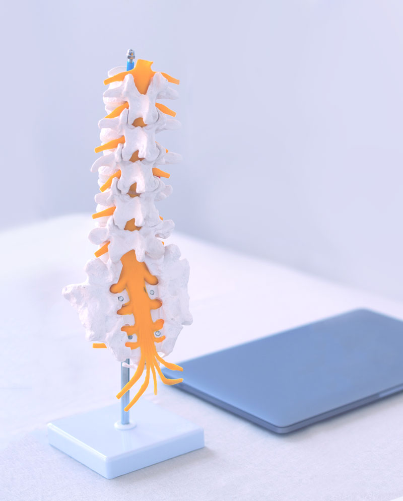 Chiropractor spine model